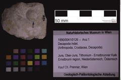 Foto (Objekt + Etiketten) von Decapoda indet. (NHMW-GEO-1990-0041-0126)